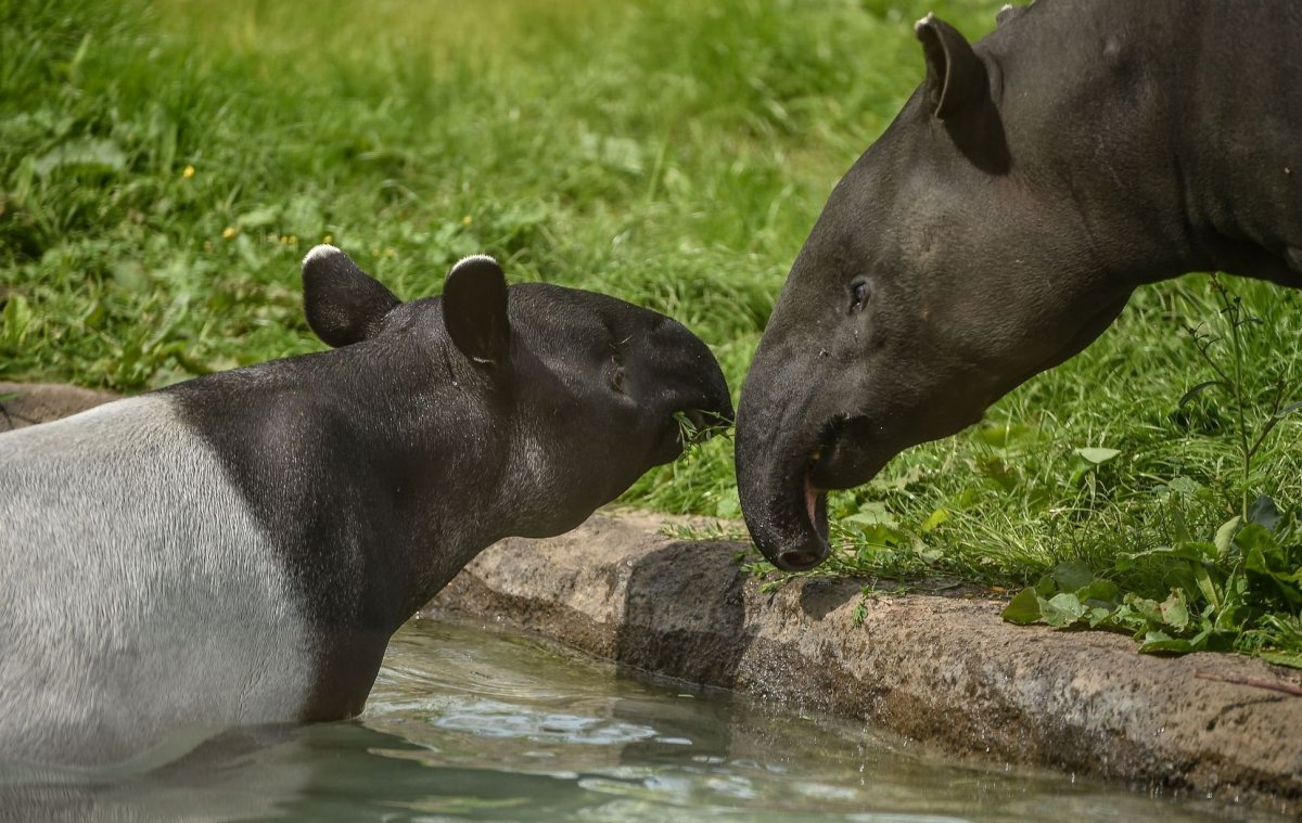 Тапир Мексика