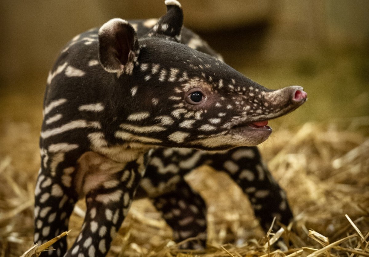 Malayan Tapir Eyes