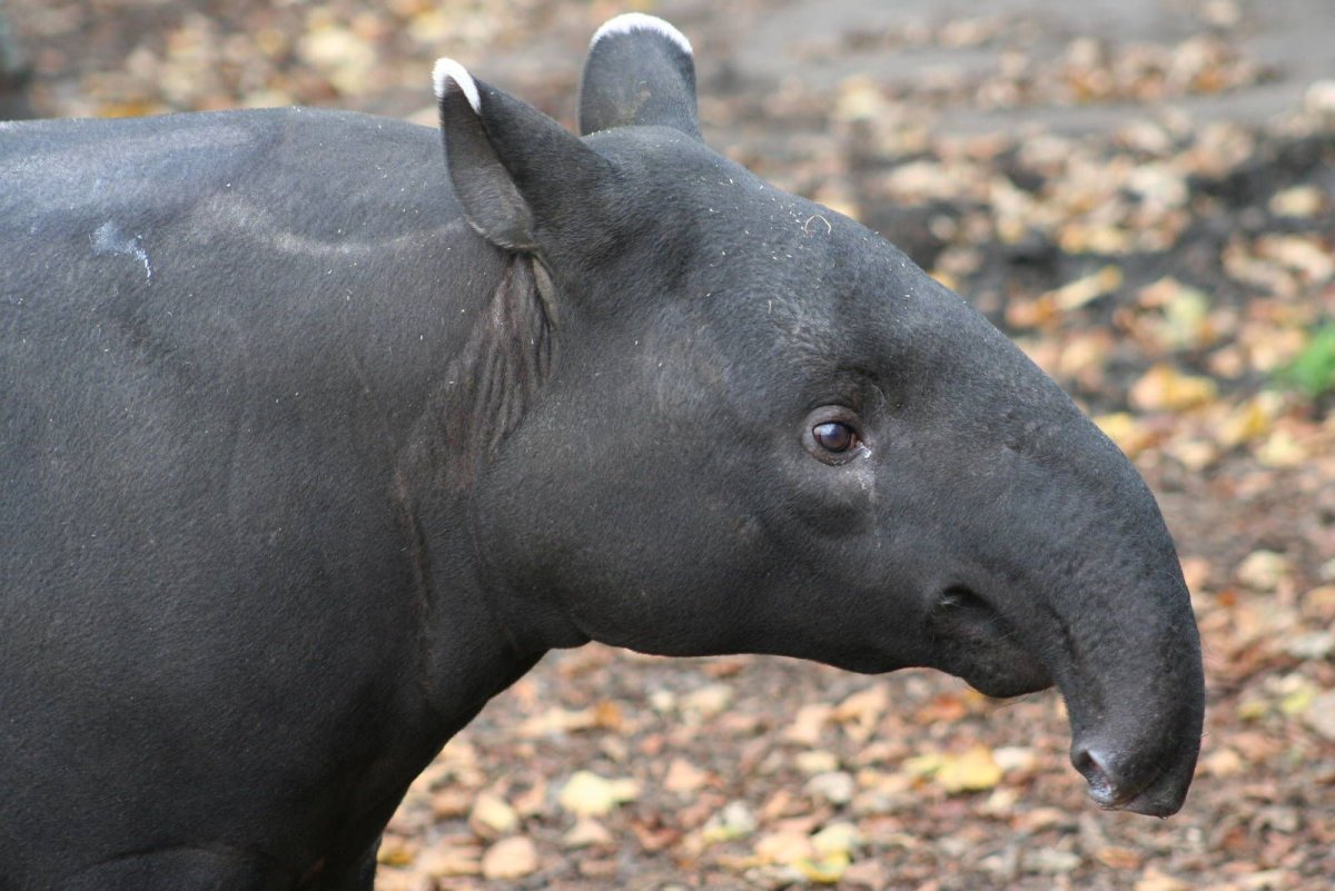 Tapirus kabomani