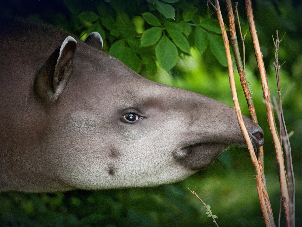 Тапир в джунглях