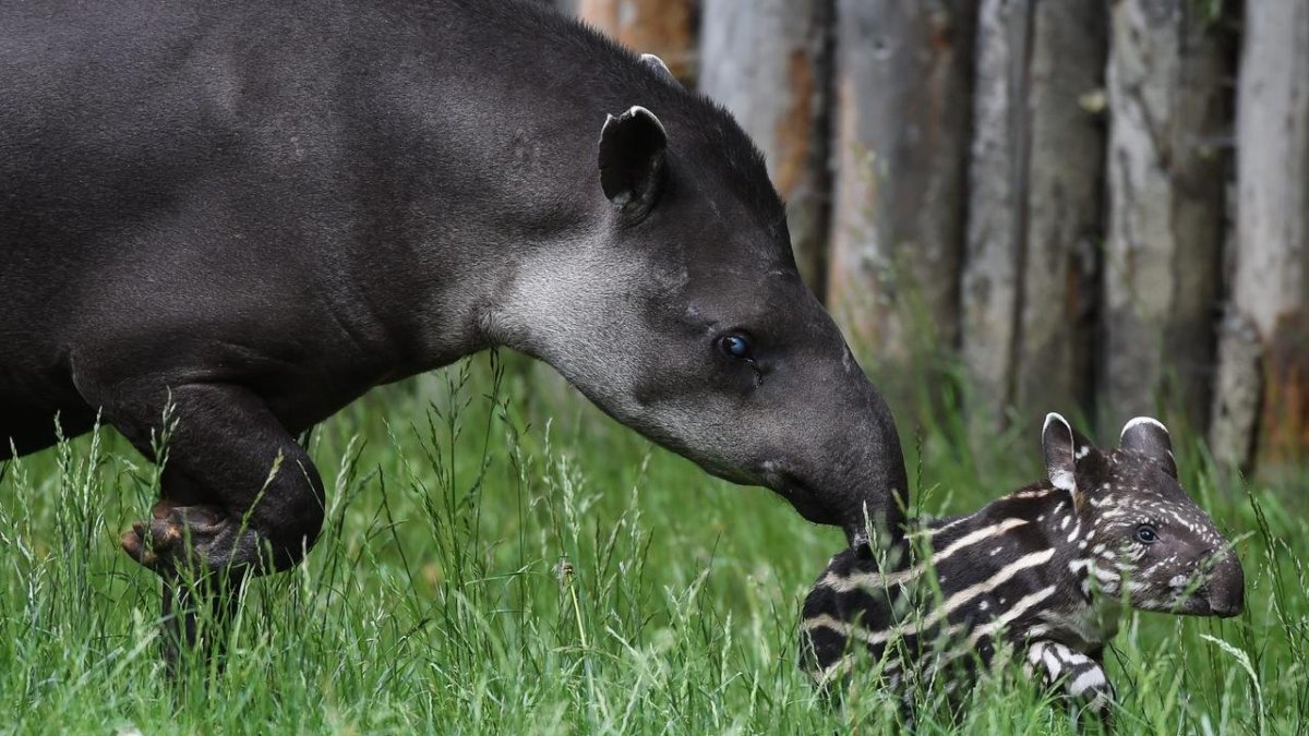 Тапир Мексика
