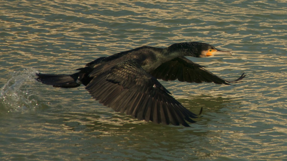 Фауна в Таллине