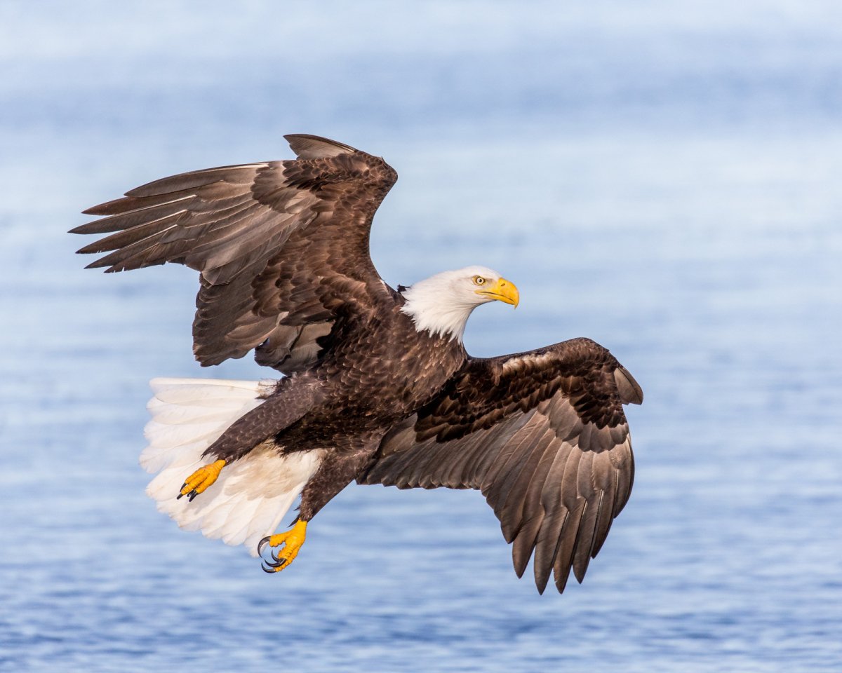 Птицы на реке