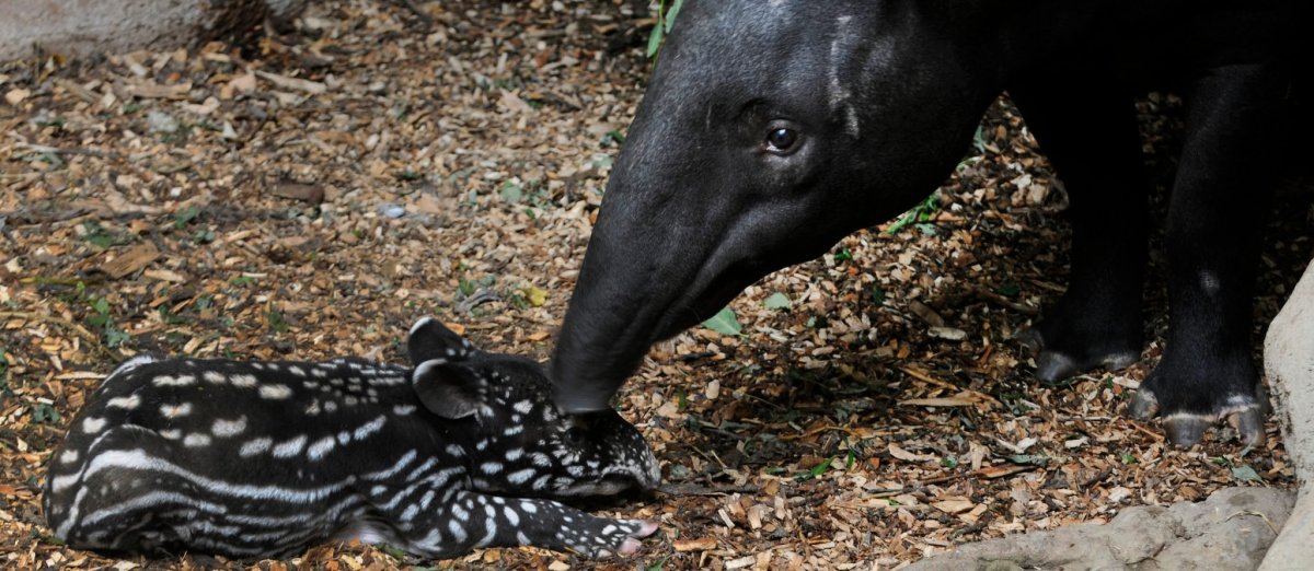 Тапир чепрачный улыбка