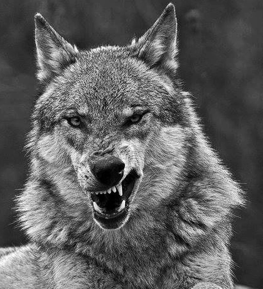 Морда волка оскал