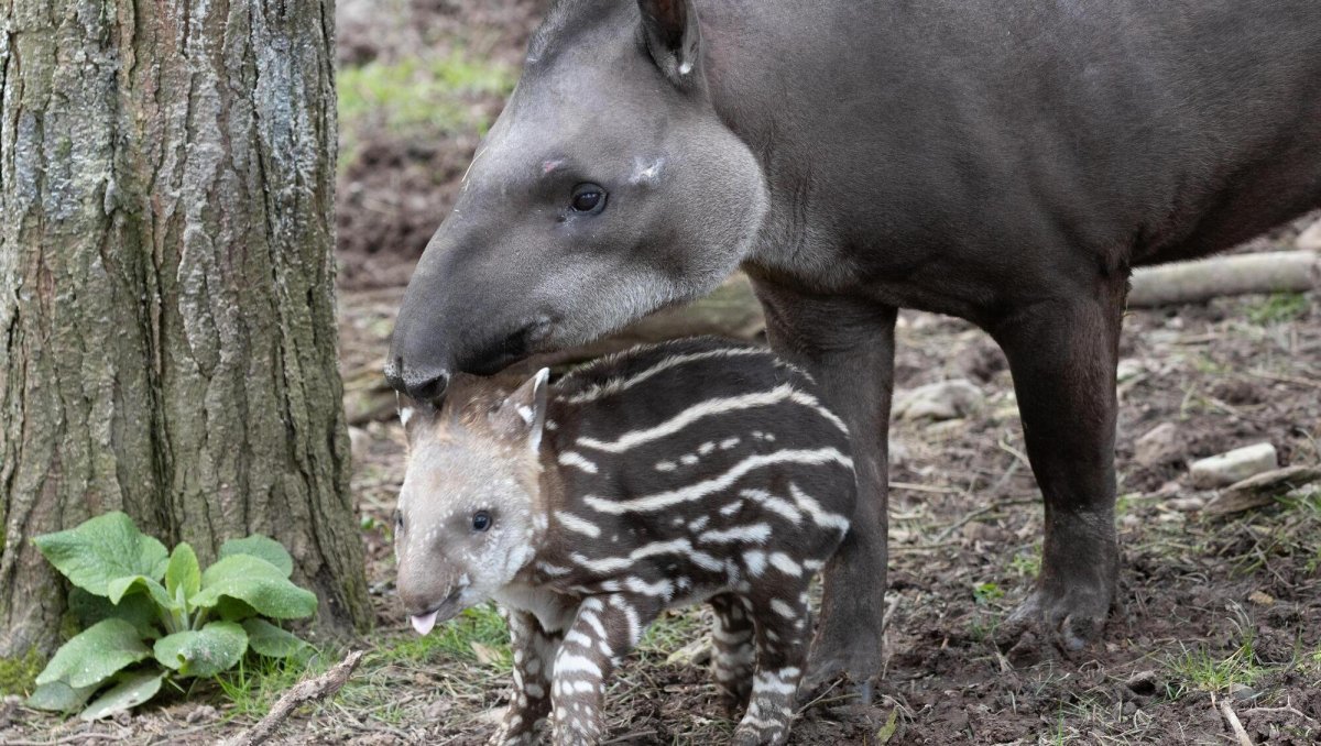 Тапир гнида