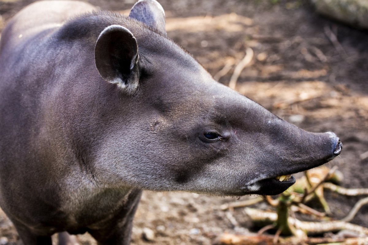 Tapirus bairdii