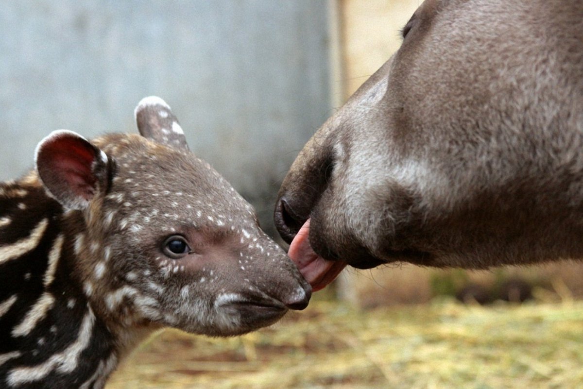 Белобрюхий тапир