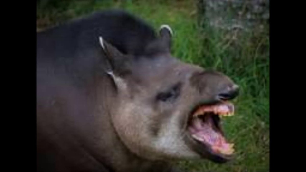 Губы тапира неврология