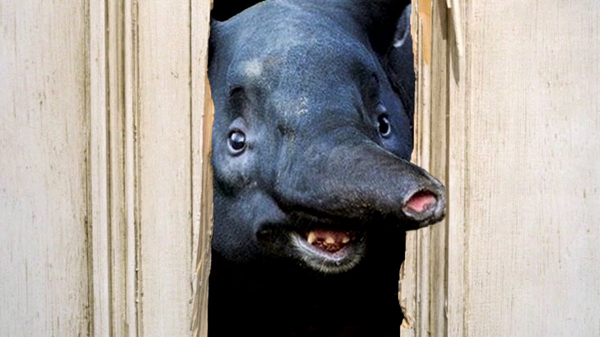 Тапир с рогами