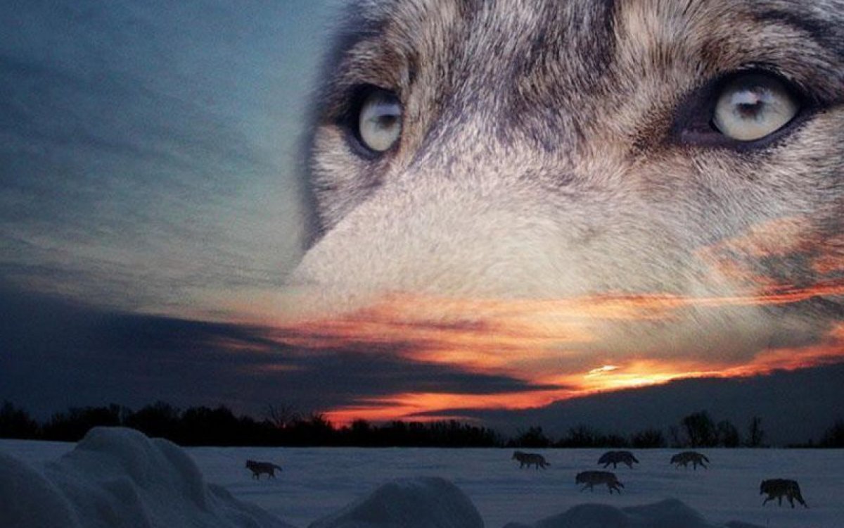 Одинокий волк