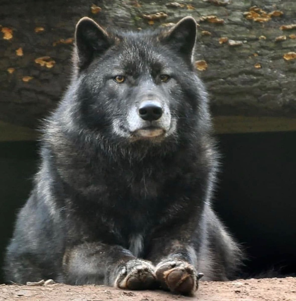 Огромный волк одиночка