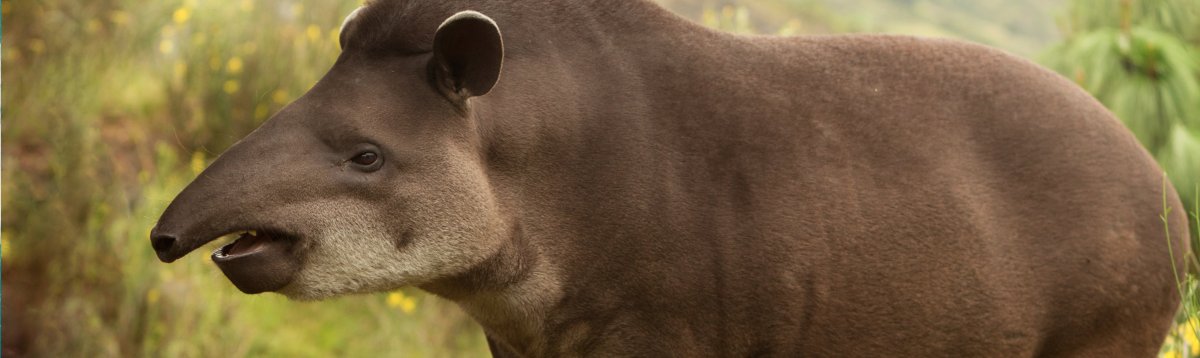 Динозавр похож на тапира