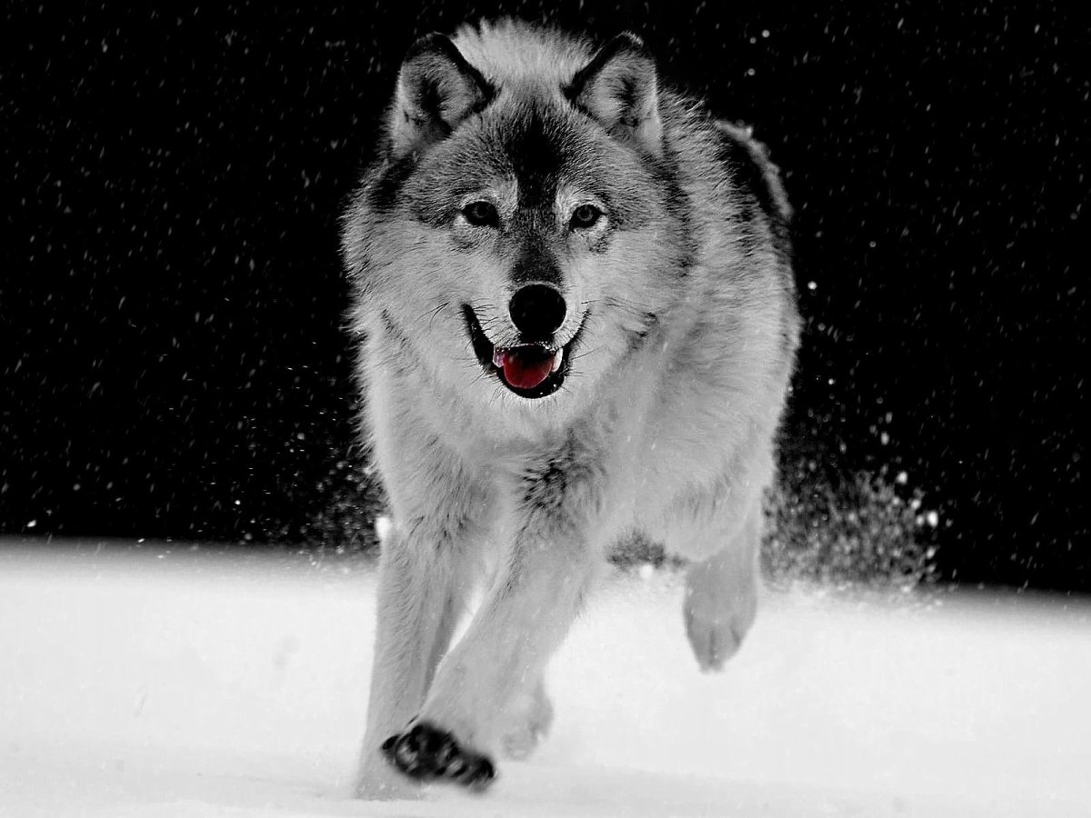 Волк HD обои на телефон