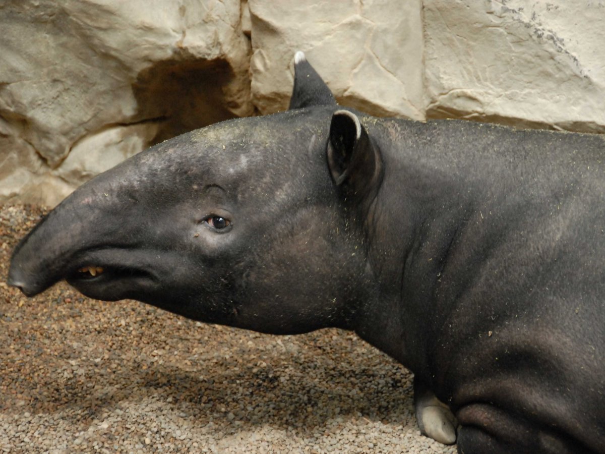 Тапир кошмаров