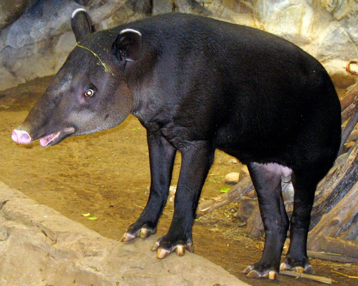 Tapirus bairdii