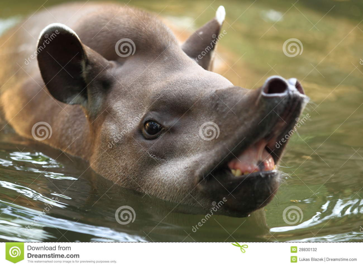 Водоплавающее как тапир