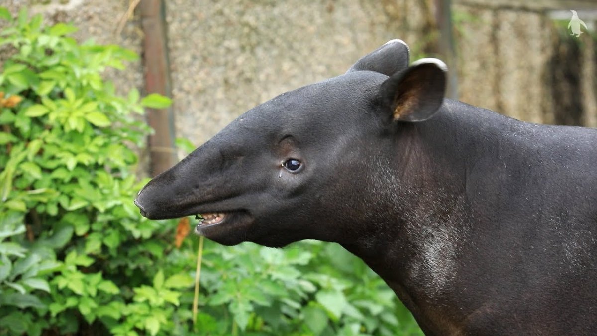 Чепрачный тапир