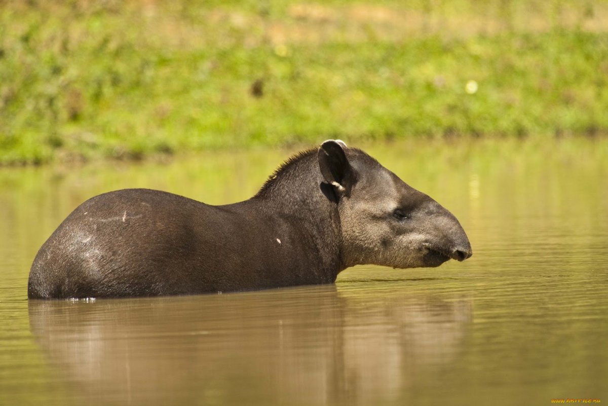 Центральноамериканский тапир