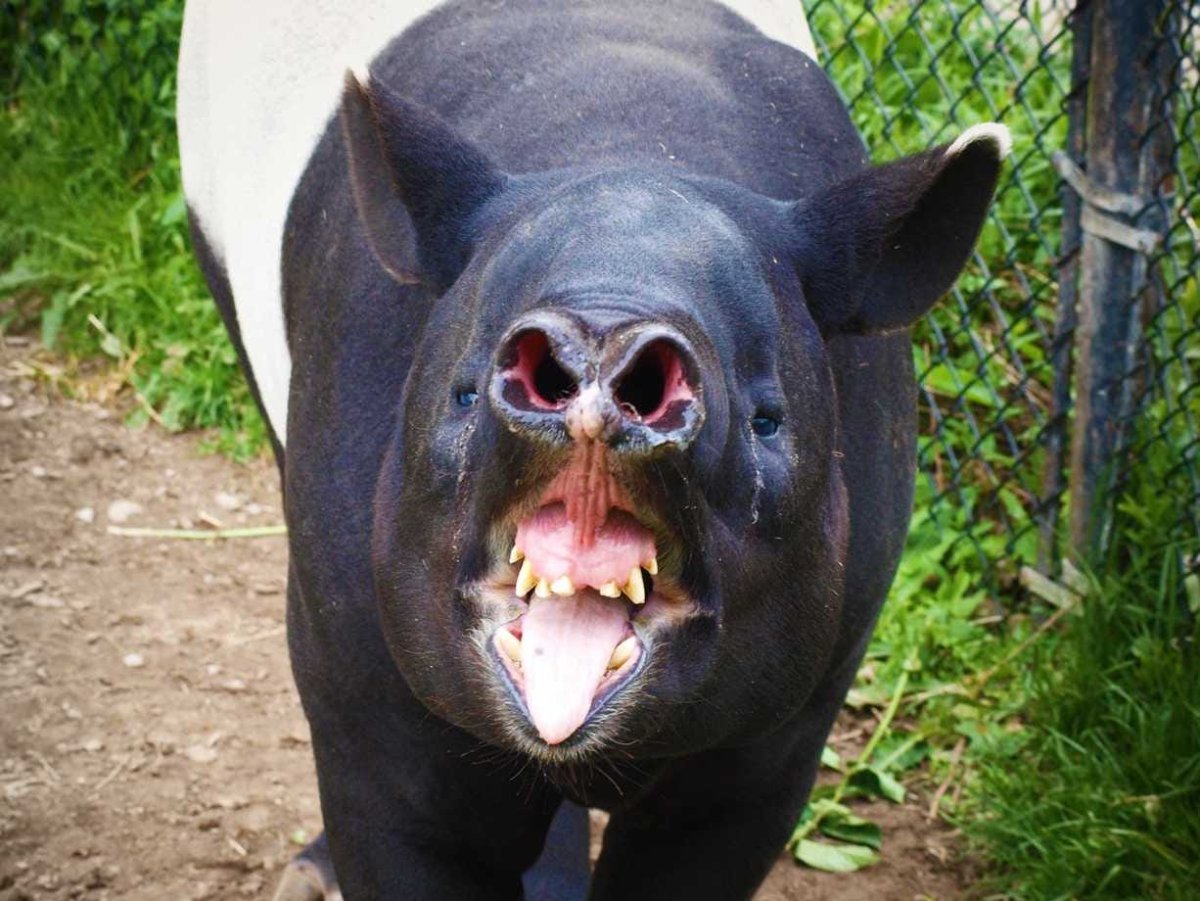 Тапир животное