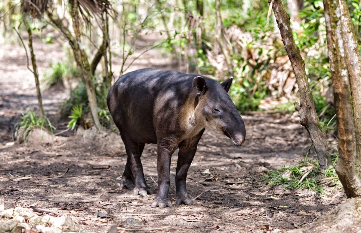 Тапира в Белизе