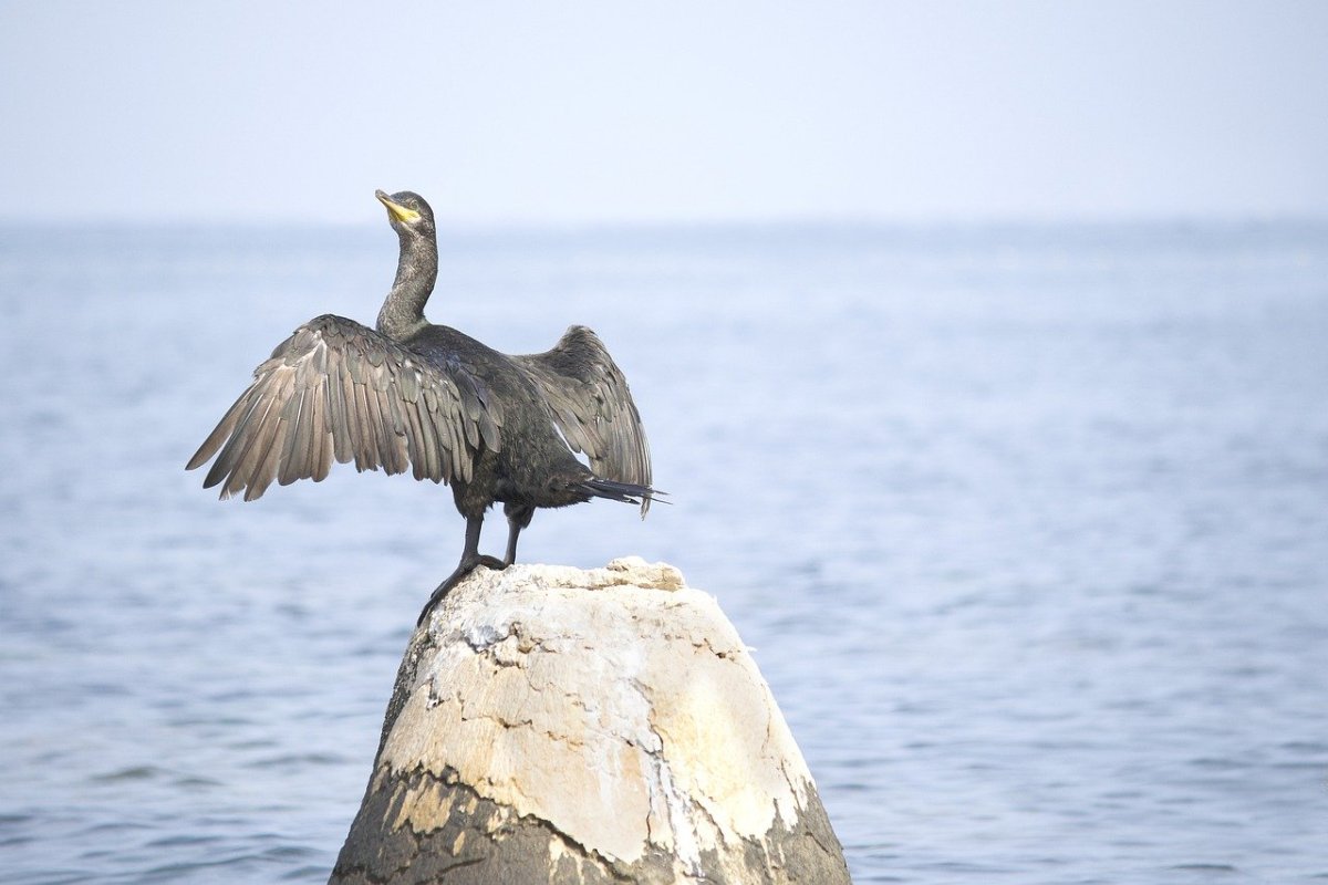 Cormorant Unicase