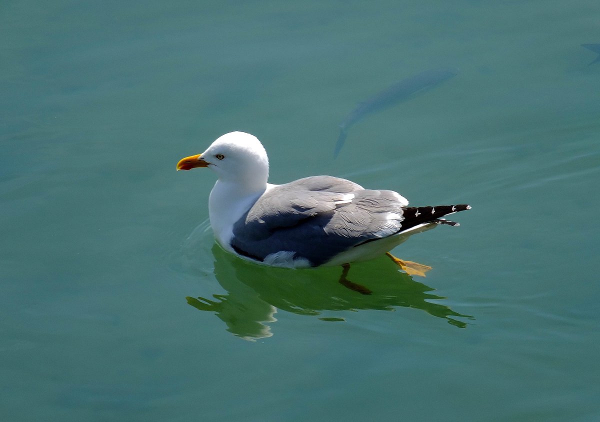 Орлан-белохвост белоголовый