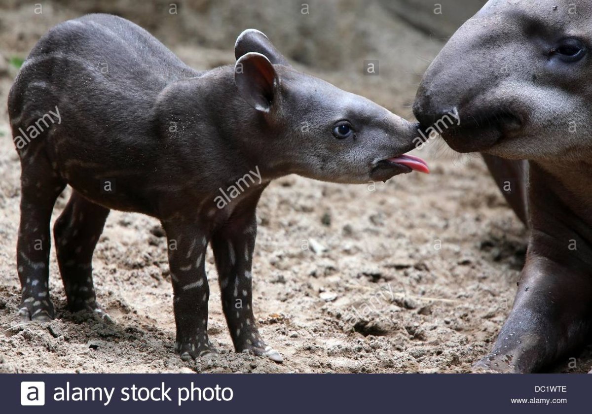 Тапир альбинос