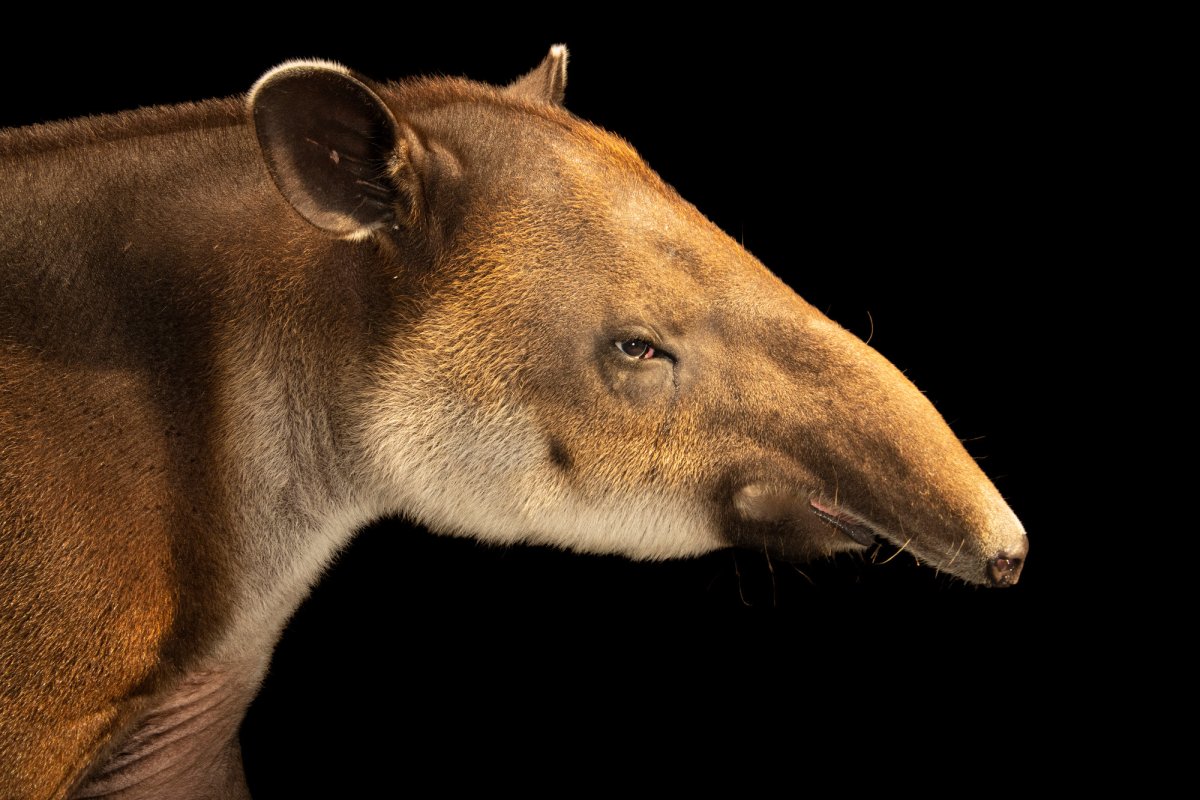 Сумчатый тапир