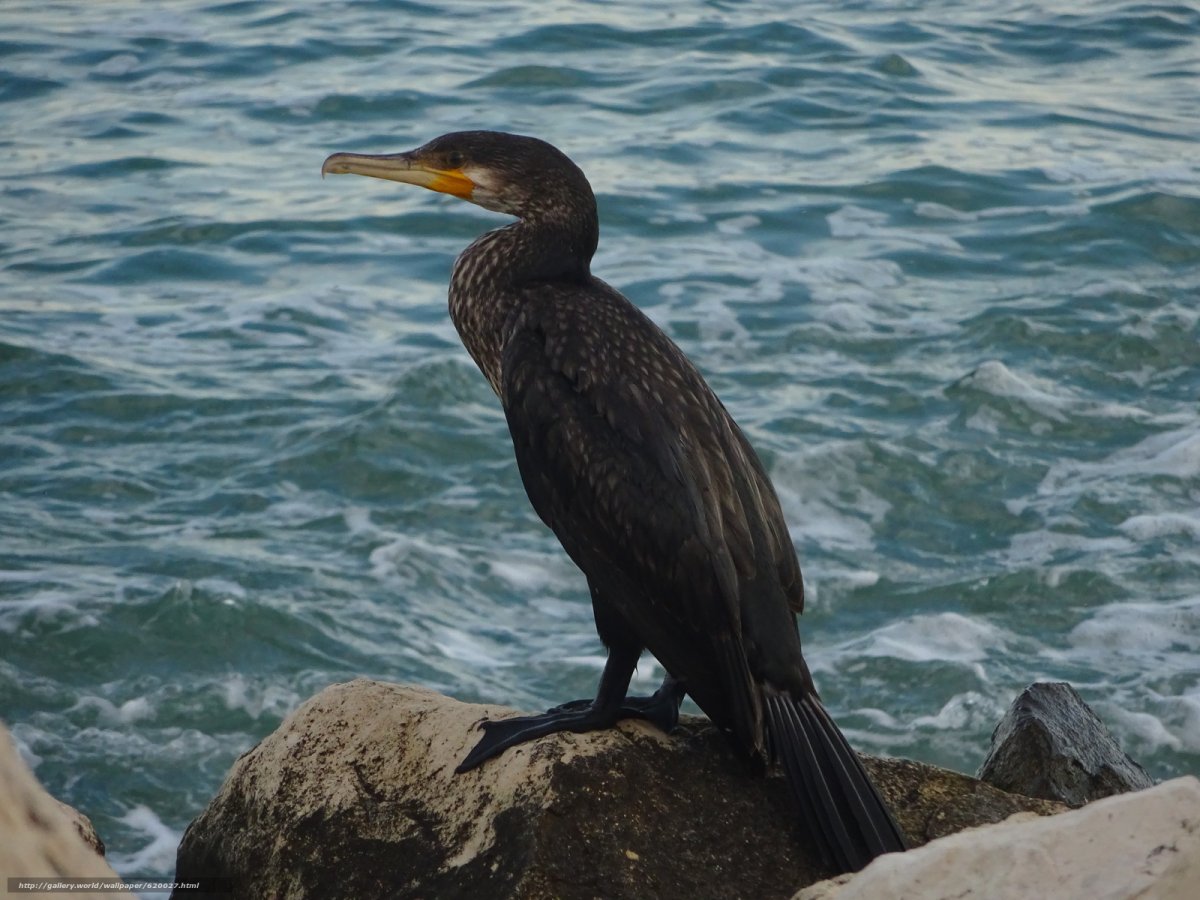 Птицы живущие у моря