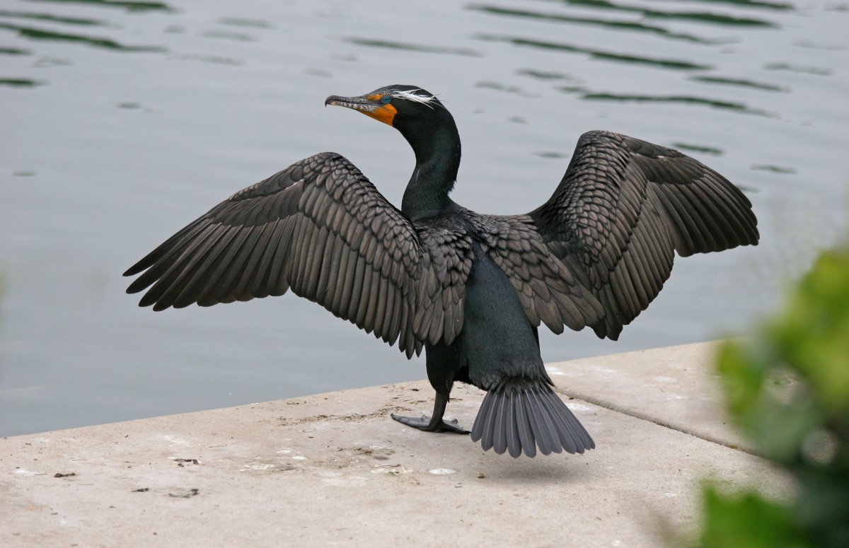 Kormoran Bird