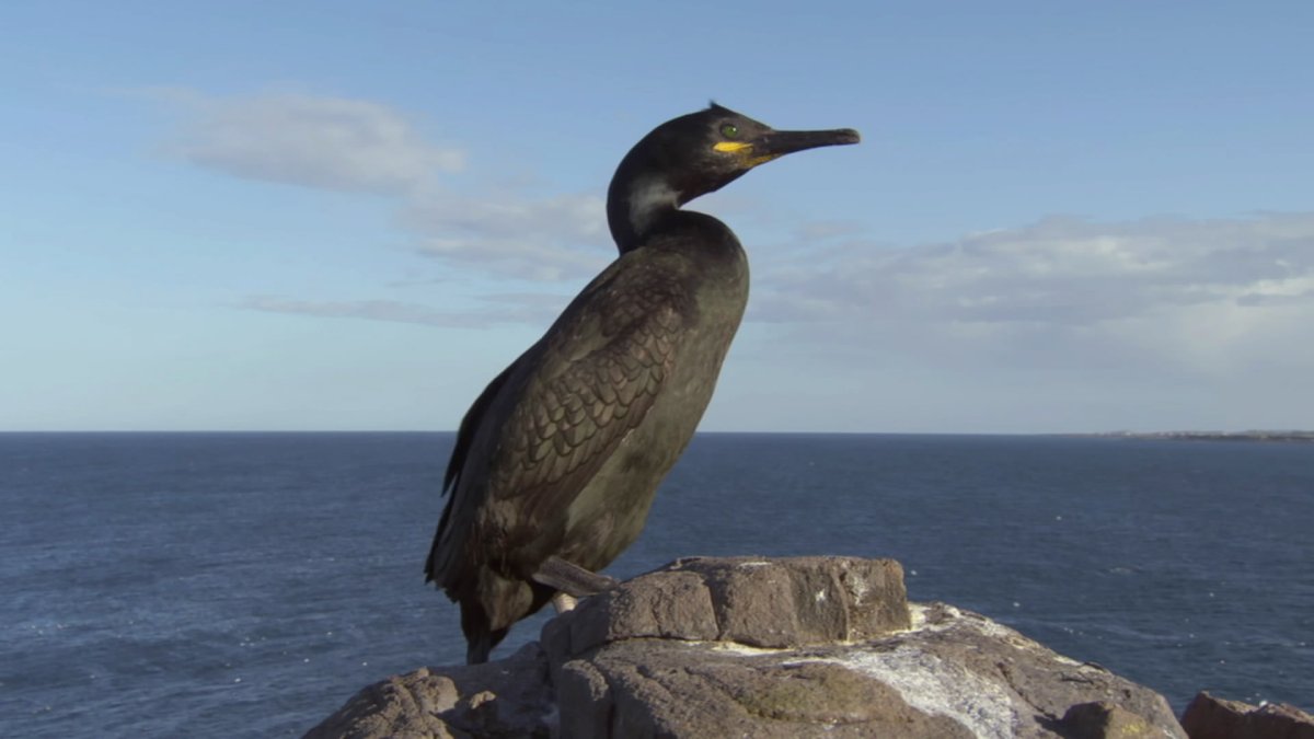 Баклан в воде