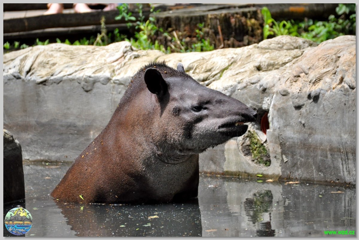 Сенегальский тапир
