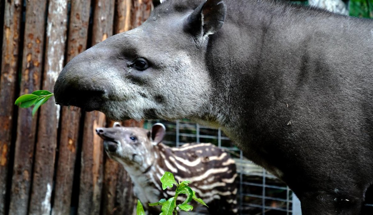 Черепичный тапир