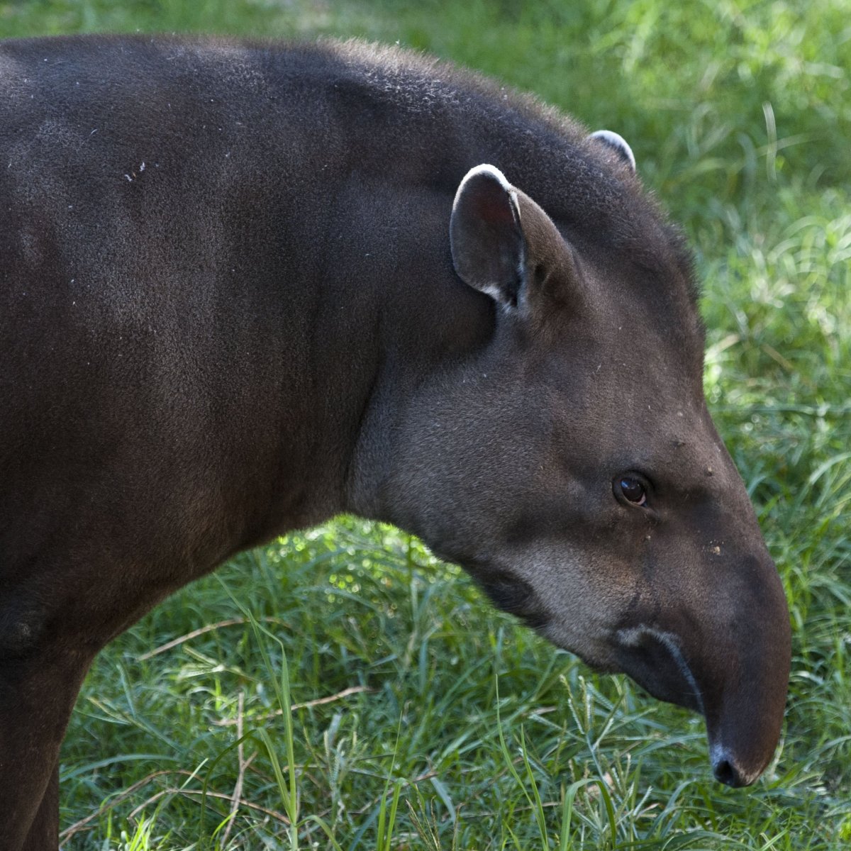 Зубы ископаемого тапира