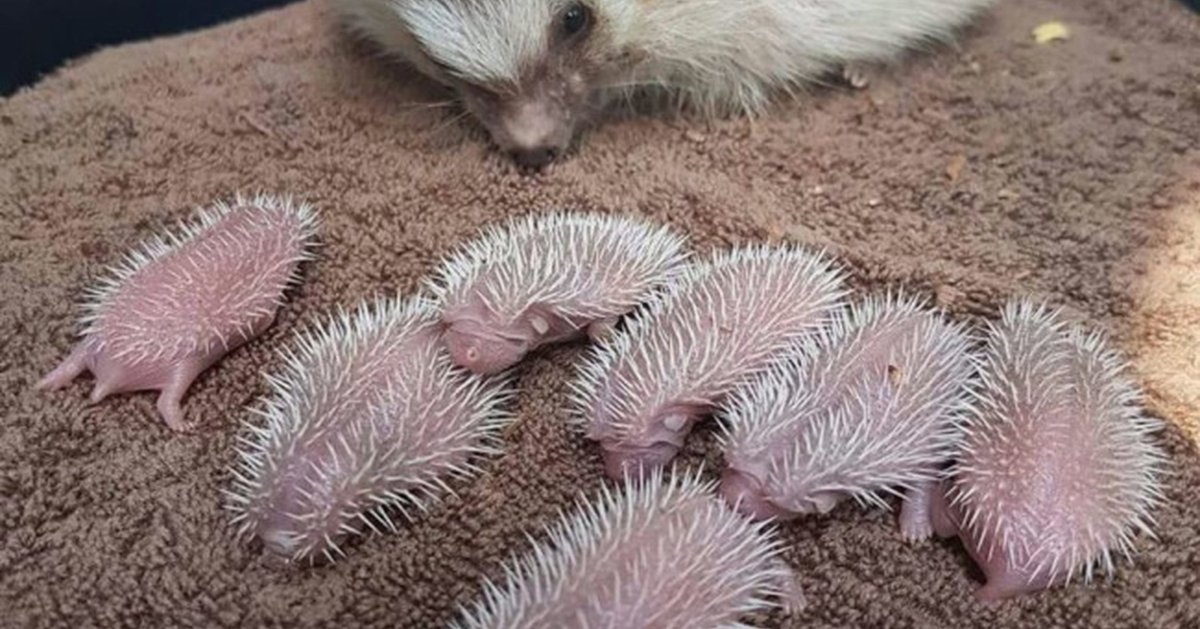 Ежи Сармат Биба