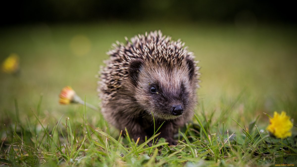 Обыкновенный (Среднерусский) ёж