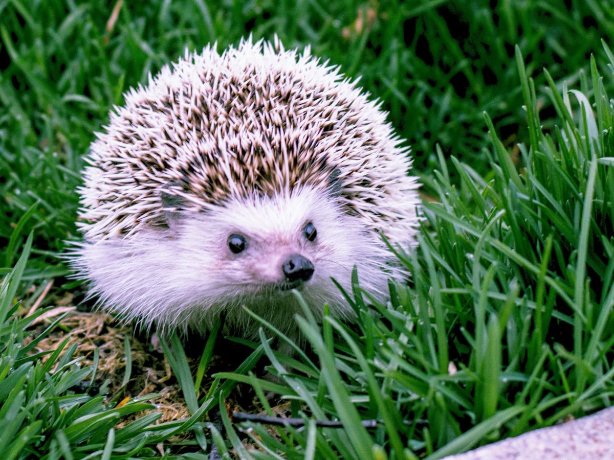 Обыкновенный (Среднерусский) ёж