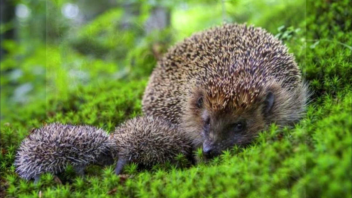 Голобрюхий ёж