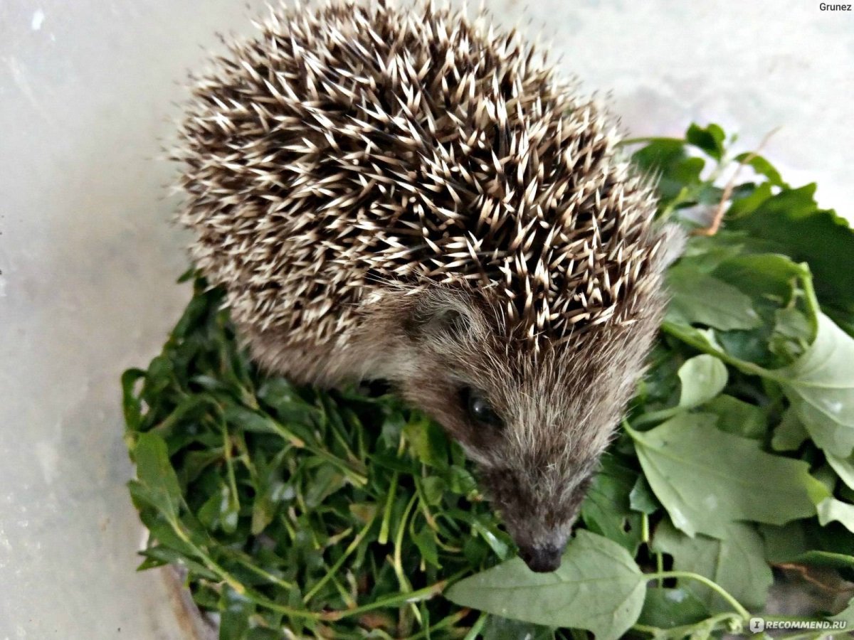 Китайский ёж