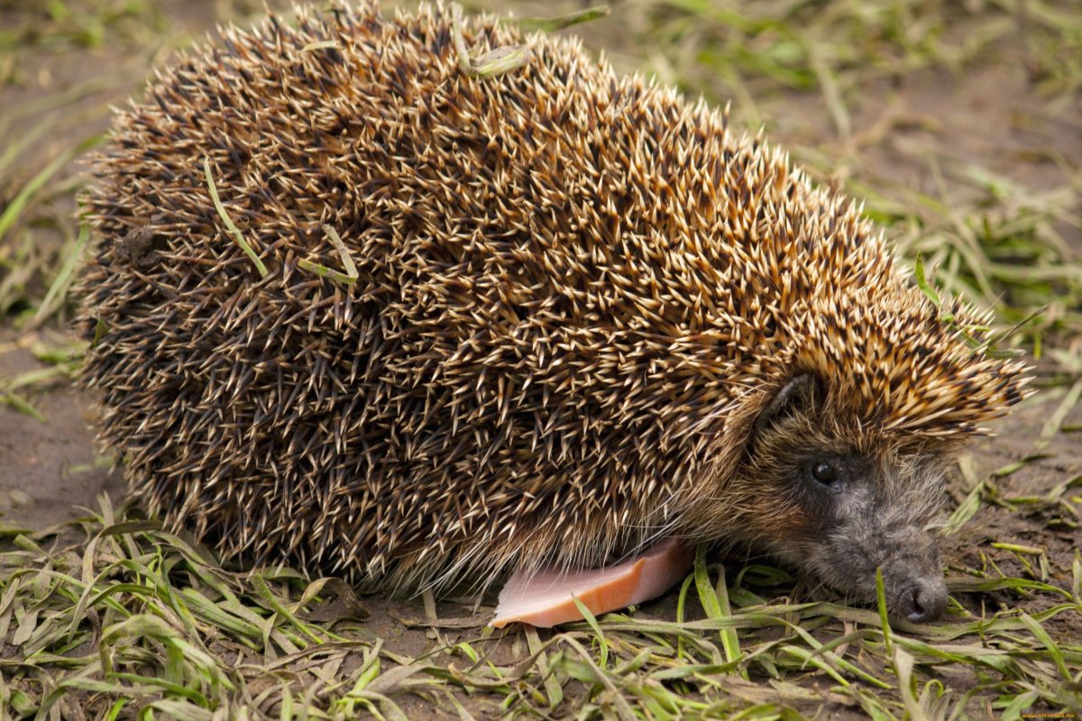 Еж без ушей