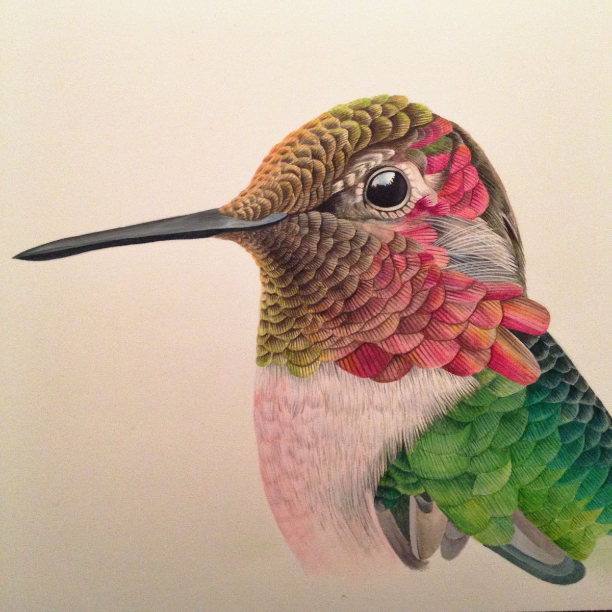 Птицы цветными карандашами