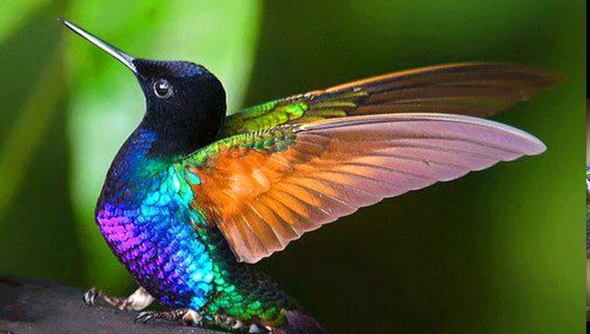 Топазовый Колибри