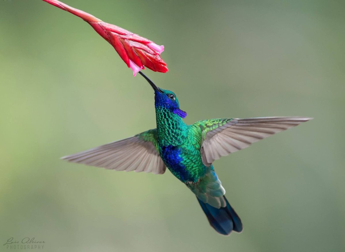 Длиннохвостый сильф