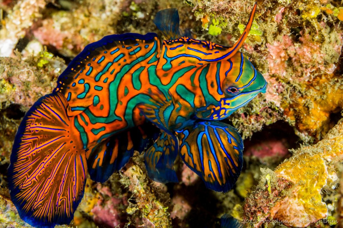 Гуржий а.н. "дискусы"