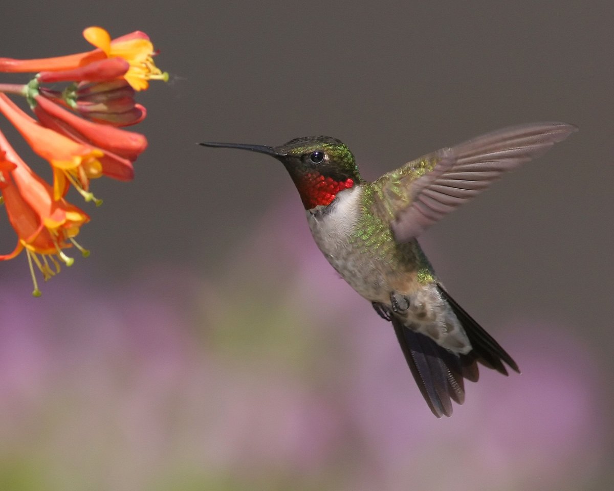 Интересные факты о Колибри