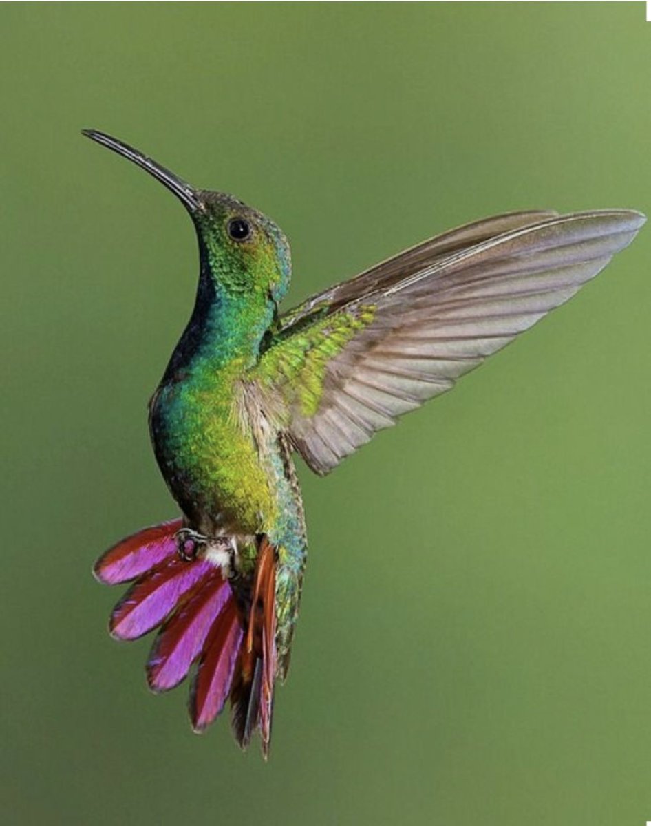 Колибри опылители