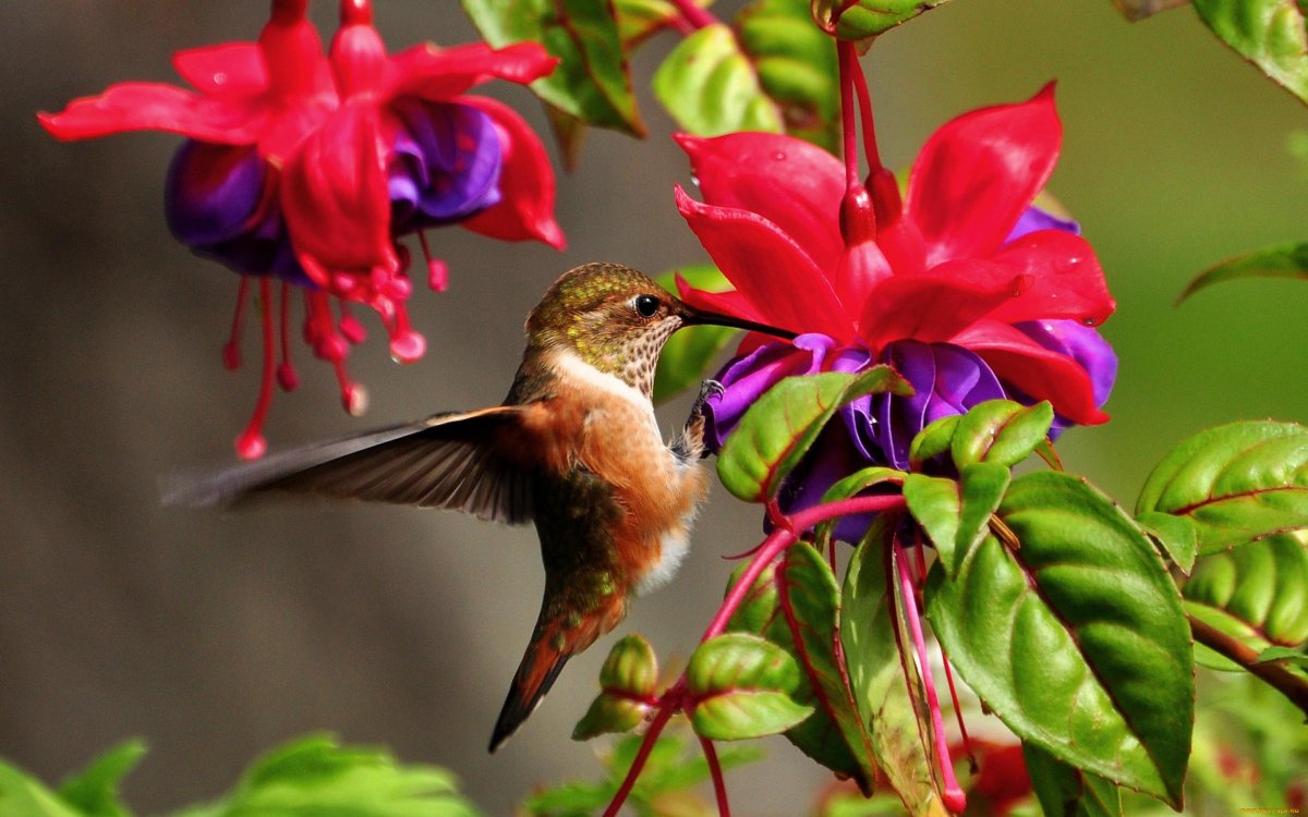 Колибри 55мг