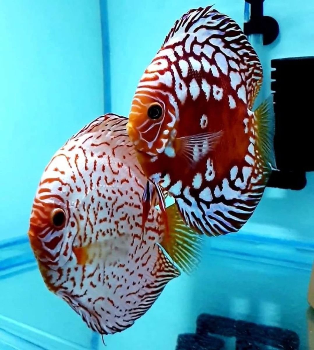 Сиамские Петушки рыбки