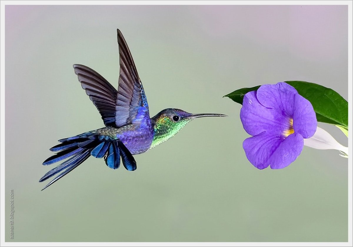 Птичка Калибри или Колибри